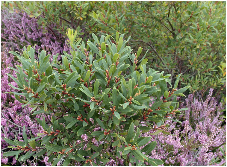 Bog-myrtle, Myrica gale