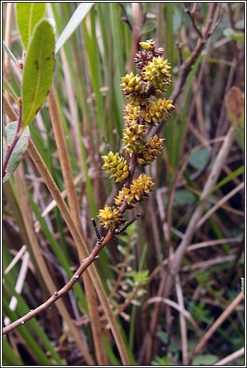 Bog-myrtle, Myrica gale