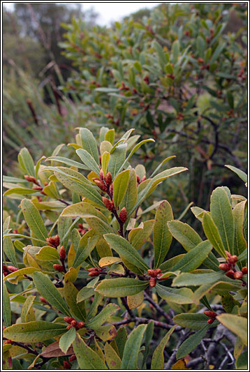 Bog-myrtle, Myrica gale