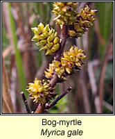 Bog-myrtle, Myrica gale