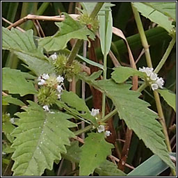 Gipsywort, Lycopus europaeus