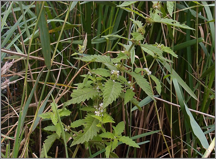 Gipsywort, Lycopus europaeus