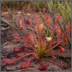 Oblong-leaved Sundew, Drosera intermedia