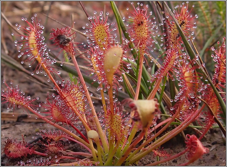 Oblong-leaved Sundew, Drosera intermedia