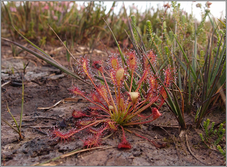 Oblong-leaved Sundew, Drosera intermedia