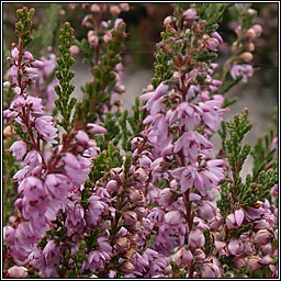 Heather, Ling, Calluna vulgaris