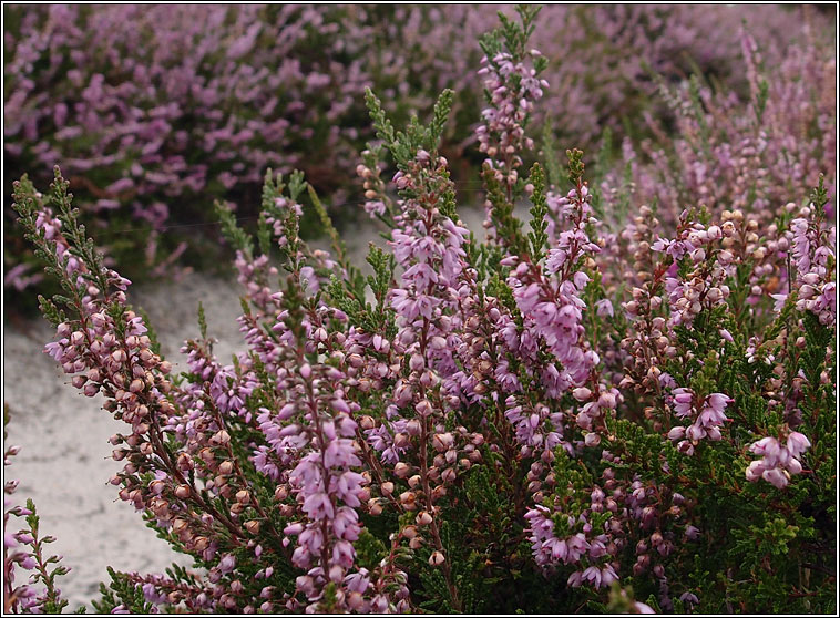 Heather, Ling, Calluna vulgaris