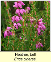 Heather, bell, Erica cinerea