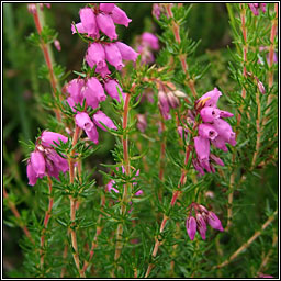 Bell Heather, Erica cinerea