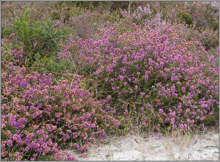 Bell Heather, Erica cinerea