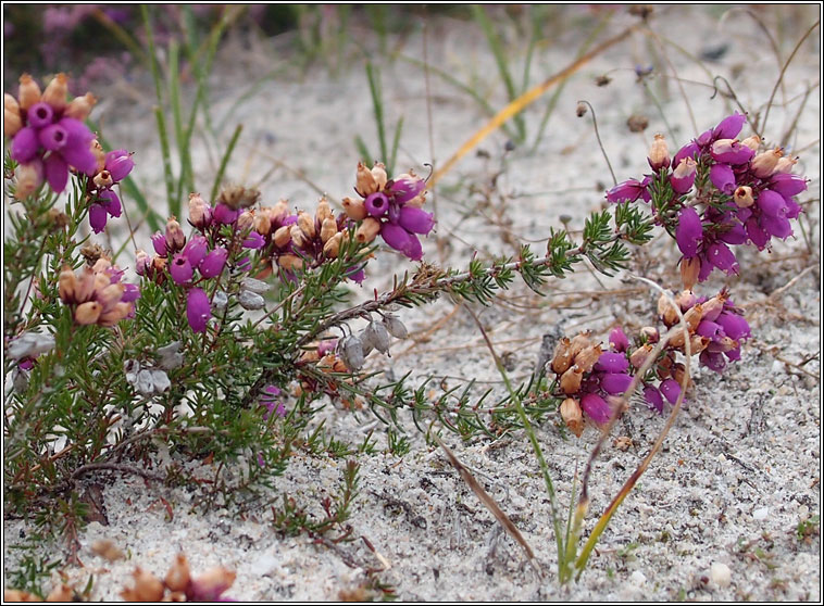 Bell Heather, Erica cinerea