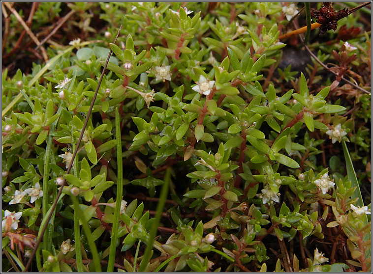 New Zealand Pigmyweed, Crassula helmsii