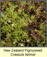 New Zealand Pigmyweed, Crassula helmsii