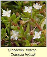 Stonecrop, swamp, New Zealand Pigmyweed, Crassula helmsii