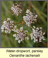 Water-dropwort, parsley, Oenanthe lachenalii