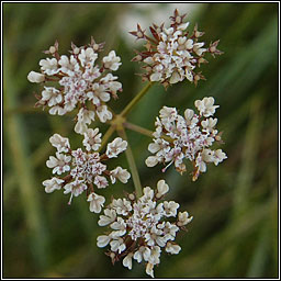 Parsley Water-dropwort, Oenanthe lachenalii