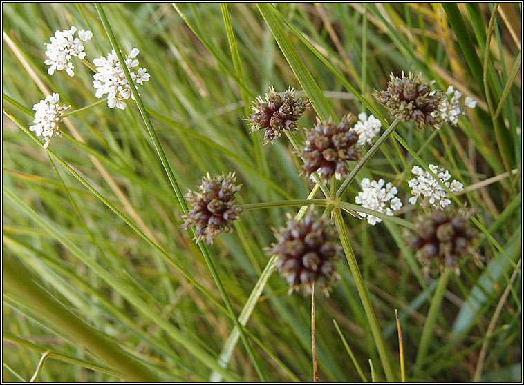 Parsley Water-dropwort, Oenanthe lachenalii