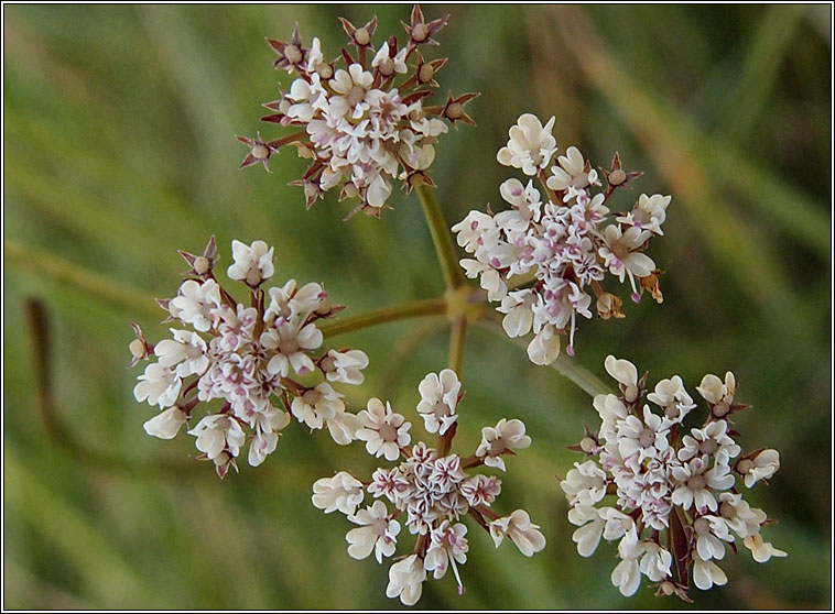 Parsley Water-dropwort, Oenanthe lachenalii