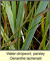 Water-dropwort, parsley, Oenanthe lachenalii