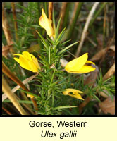 Gorse, western, Ulex gallii