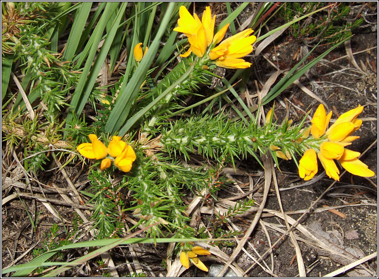 Western Gorse, Ulex gallii