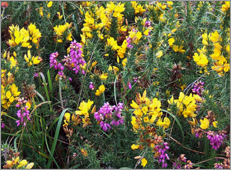 Western Gorse, Ulex gallii