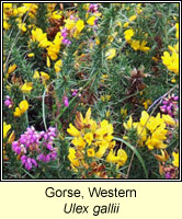 Gorse, western, Ulex gallii