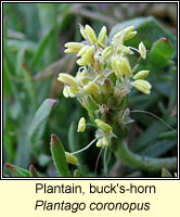 Plantain, bucks-horn, Plantago coronopus