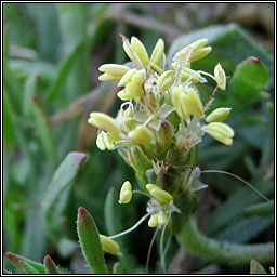 Buck's-horn Plantain, Plantago coronopus