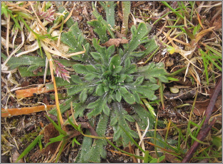 Buck's-horn Plantain, Plantago coronopus