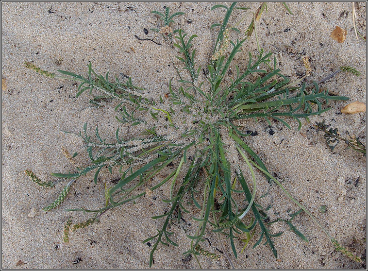 Buck's-horn Plantain, Plantago coronopus