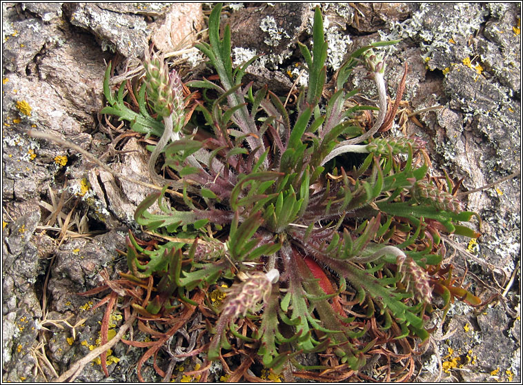 Buck's-horn Plantain, Plantago coronopus