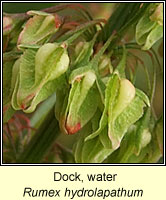 Dock, water, Rumex hydrolapathum