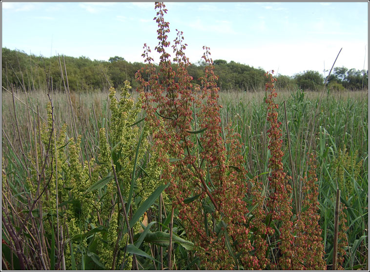 Water Dock, Rumex hydrolapathum