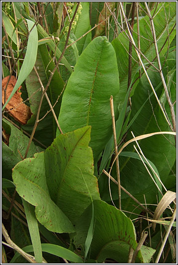 Water Dock, Rumex hydrolapathum