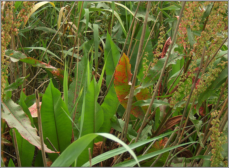 Water Dock, Rumex hydrolapathum