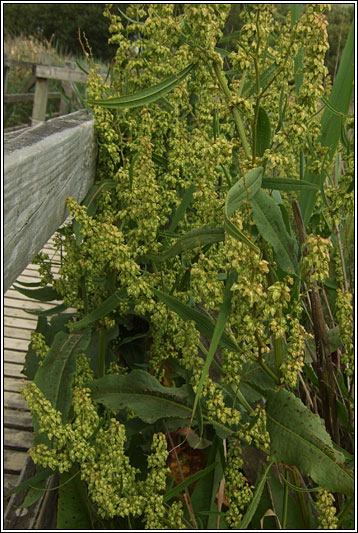 Water Dock, Rumex hydrolapathum