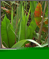Dock, water, Rumex hydrolapathum