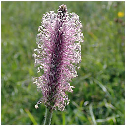 Hoary Plantain, Plantago media