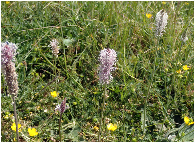 Hoary Plantain, Plantago media