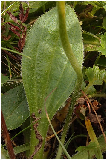 Hoary Plantain, Plantago media