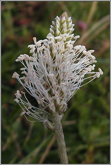 Hoary Plantain, Plantago media