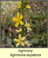 Agrimony, Agrimonia eupatoria