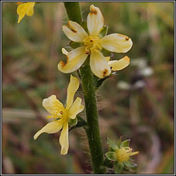 Agrimony, Agrimonia eupatoria