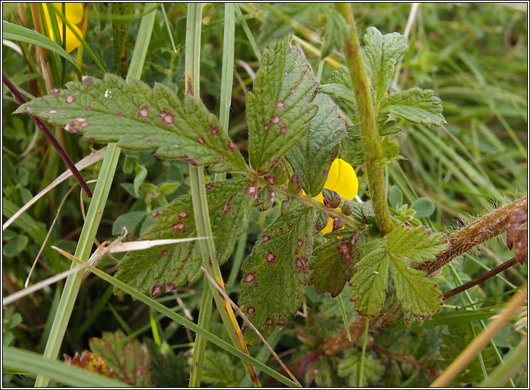 Agrimony, Agrimonia eupatoria