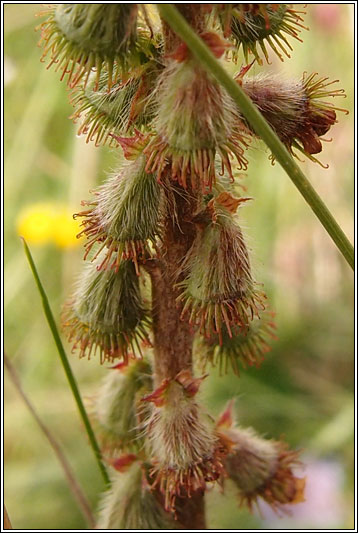 Agrimony, Agrimonia eupatoria