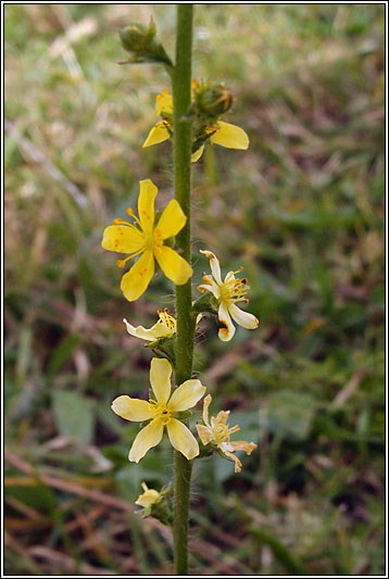 Agrimony, Agrimonia eupatoria