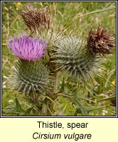 Thistle, spear, Cirsium vulgare