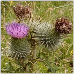 Spear Thistle, Cirsium vulgare