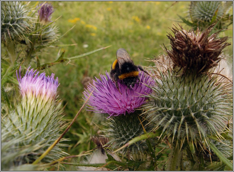 Spear Thistle, Cirsium vulgare